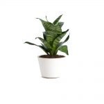 گلدان آپارتمانی کراسولا آواتا - تصویر 3