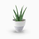 گلدان آپارتمانی فیکوس الاستیکا بلک - تصویر 2