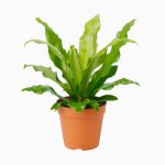 گلدان آپارتمانی فیکوس الاستیکا بلک - تصویر 4