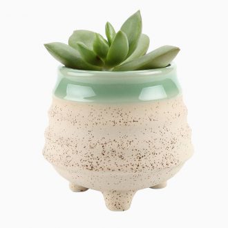 گلدان آپارتمانی تیلادنسیا